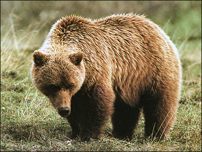 grizzly bear