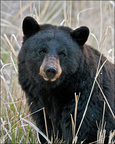 orso bruno