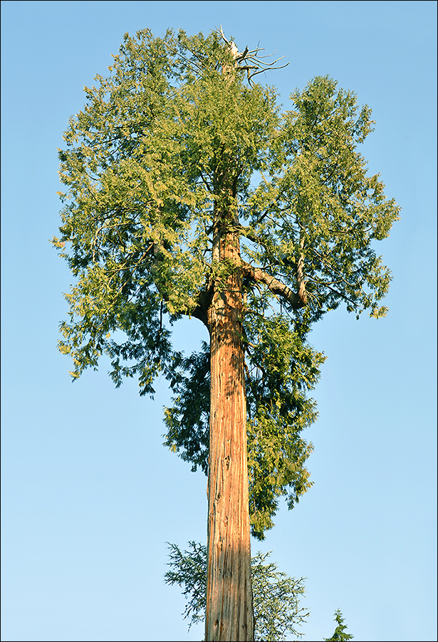 Cedro